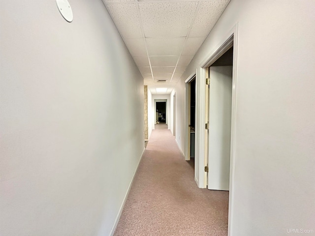 corridor featuring light carpet and a drop ceiling