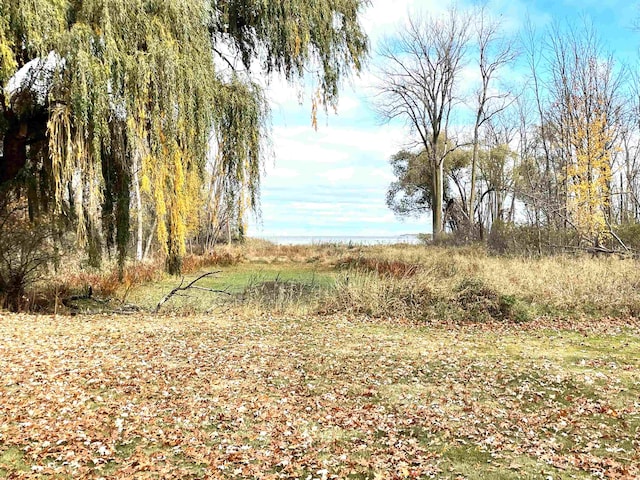 view of local wilderness