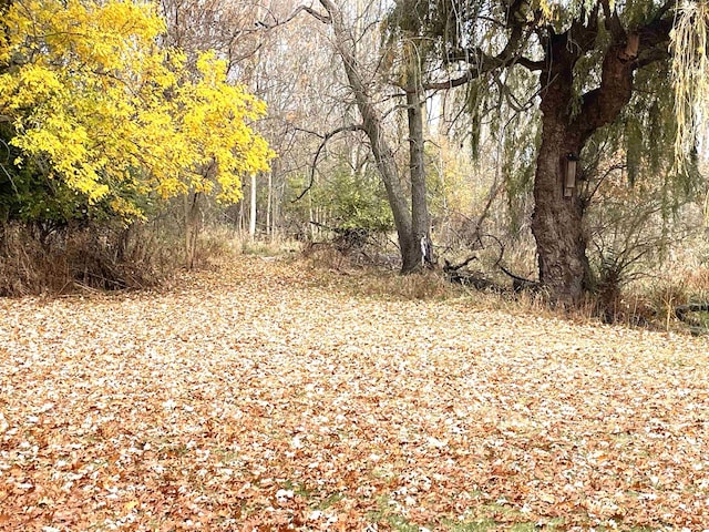 view of local wilderness