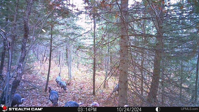 11881 N Junet Rd, Ironwood, MI 49938 - view of wooded area
