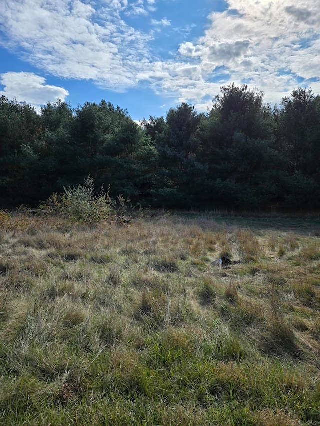 view of local wilderness