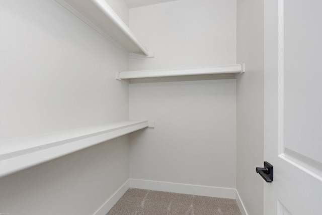 spacious closet featuring carpet