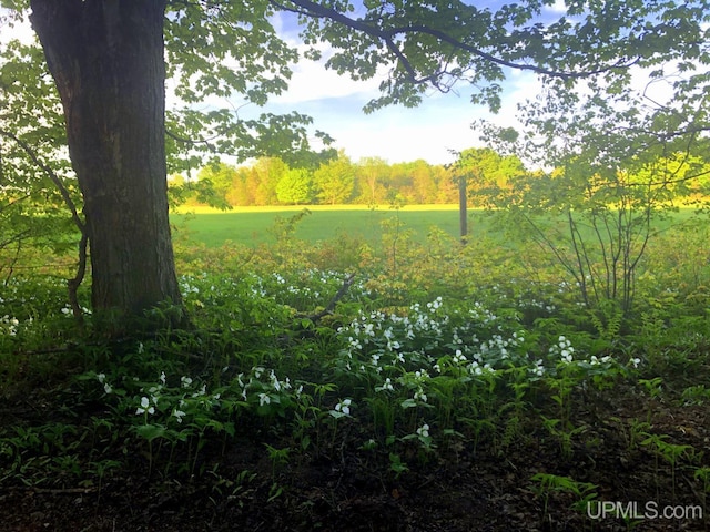 view of local wilderness