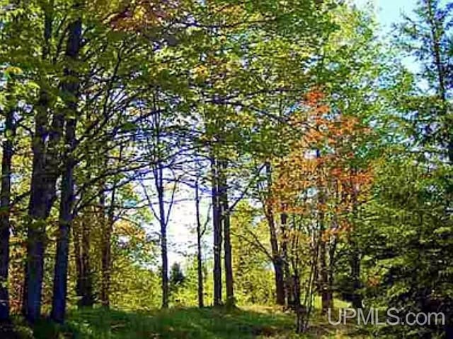 view of local wilderness