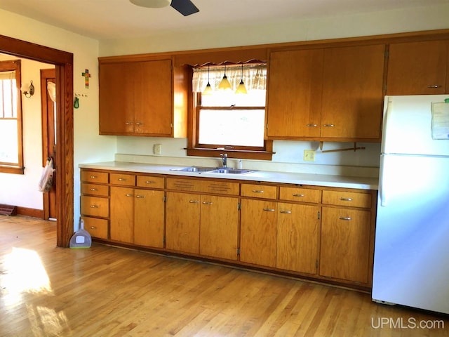 kitchen featuring ceiling fan, sink, light hardwood / wood-style floors, and white refrigerator