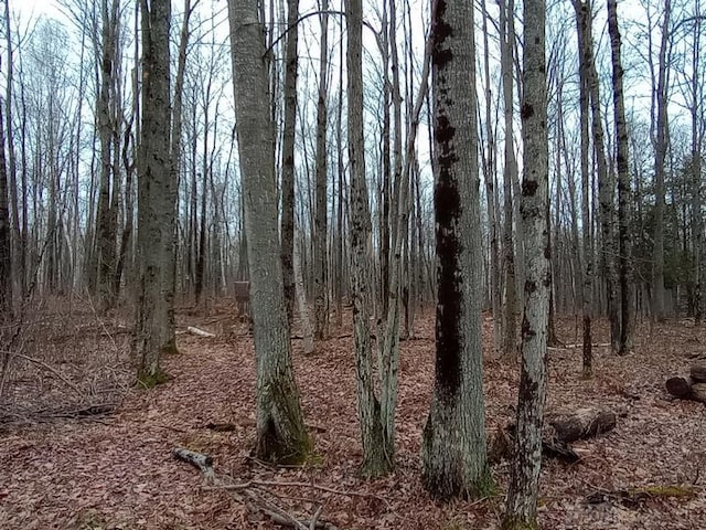 view of local wilderness