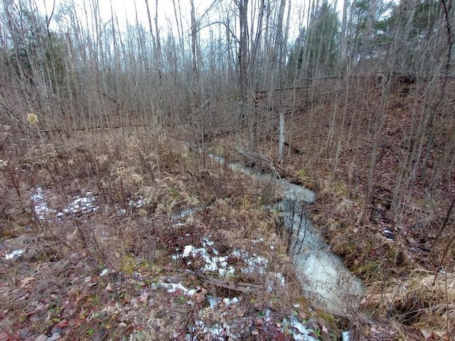 view of local wilderness