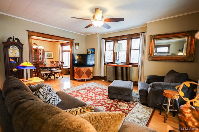 living room featuring a wealth of natural light, radiator, ceiling fan with notable chandelier, crown molding, and light hardwood / wood-style floors