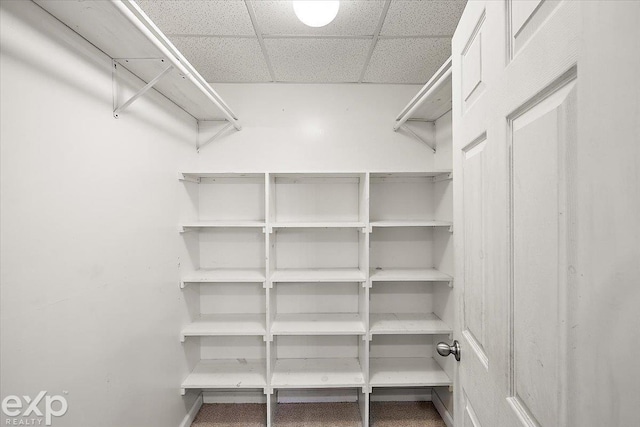 walk in closet featuring a paneled ceiling and carpet floors