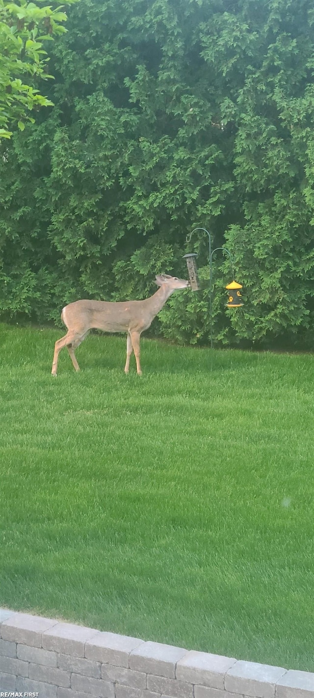 surrounding community with a lawn