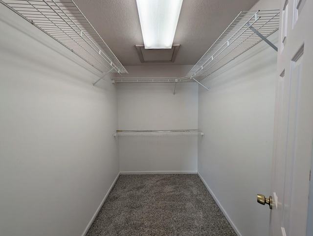 walk in closet featuring carpet floors