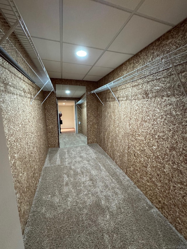 spacious closet featuring carpet and a drop ceiling