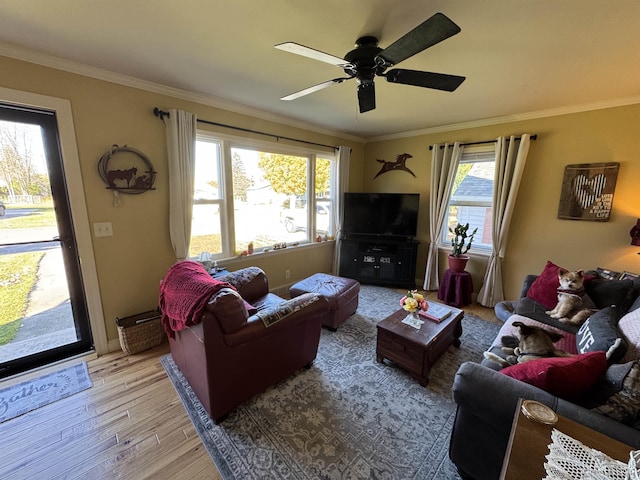 living room featuring crown molding, ceiling fan, and light hardwood / wood-style flooring