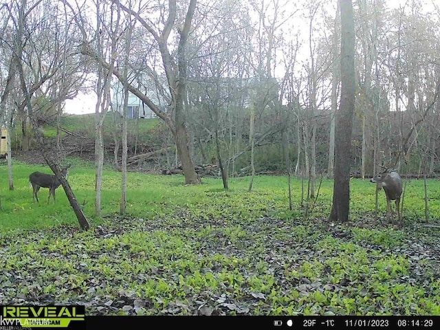 view of yard featuring a rural view