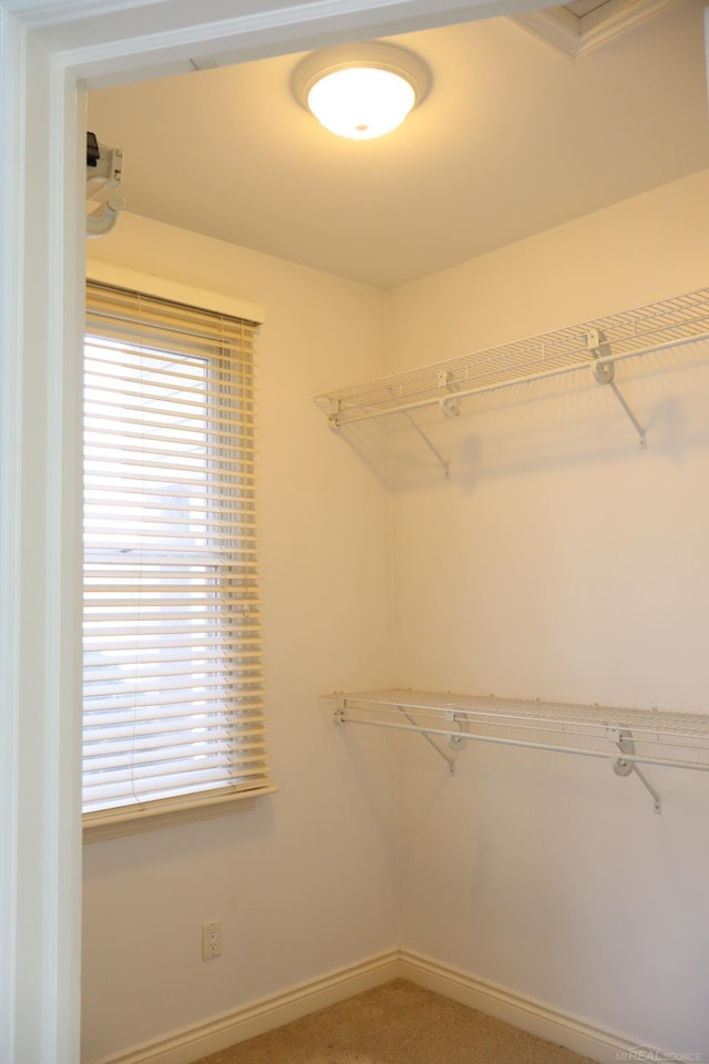 walk in closet featuring carpet floors