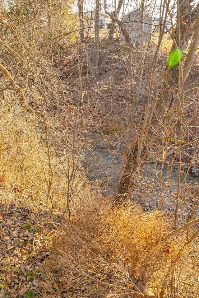 view of local wilderness