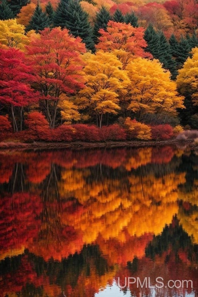 water view featuring a forest view