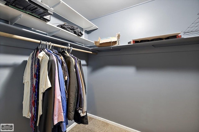 walk in closet featuring carpet floors
