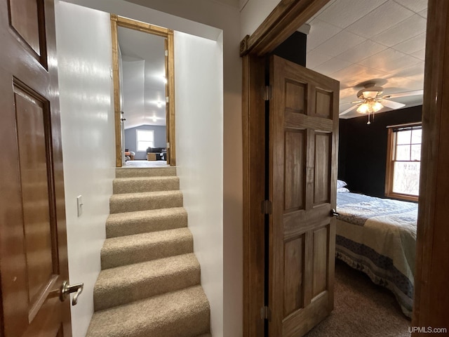 staircase with ceiling fan and carpet