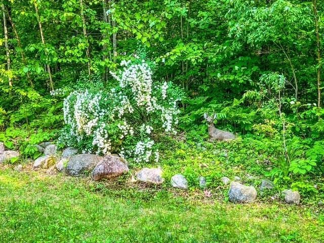 5421 Andrew St, Harrison, MI 48625 - view of yard