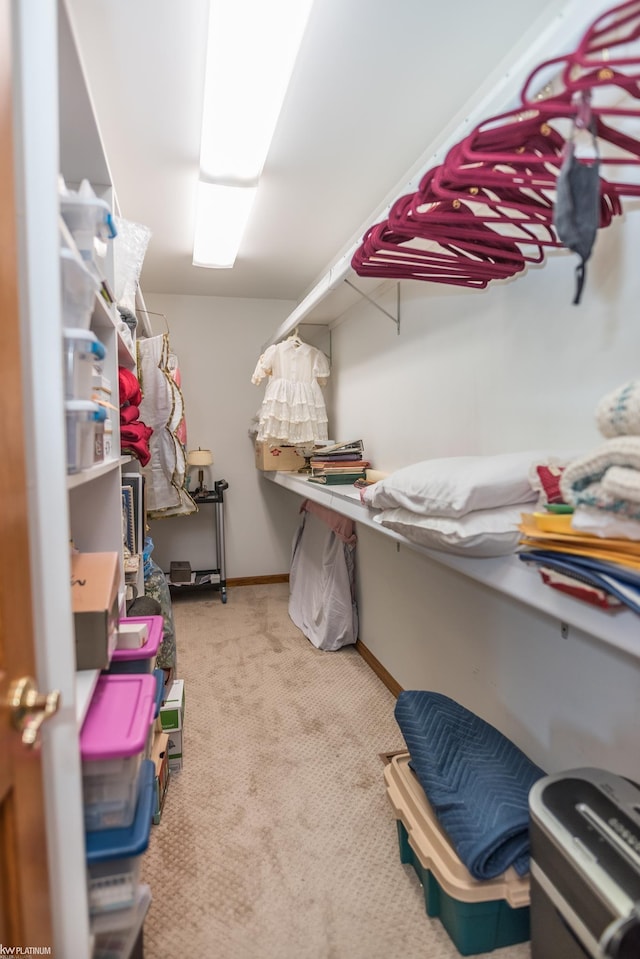 spacious closet featuring carpet flooring