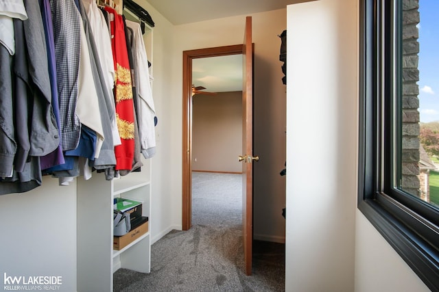 walk in closet featuring carpet flooring