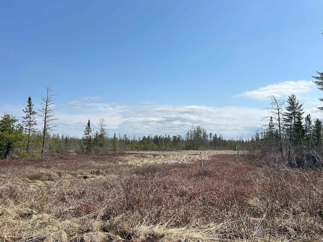 view of local wilderness