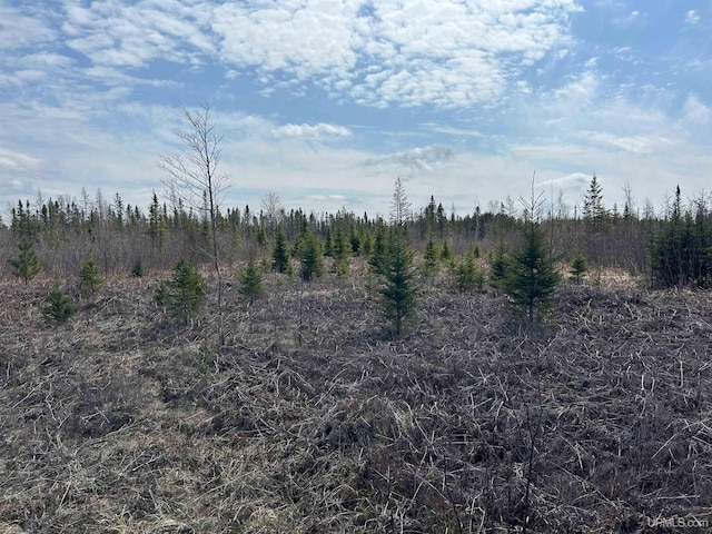 view of local wilderness