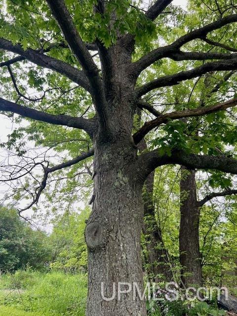 view of nature with a view of trees