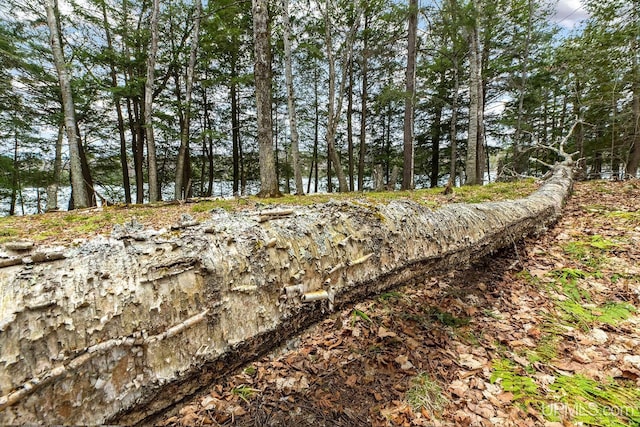 view of local wilderness