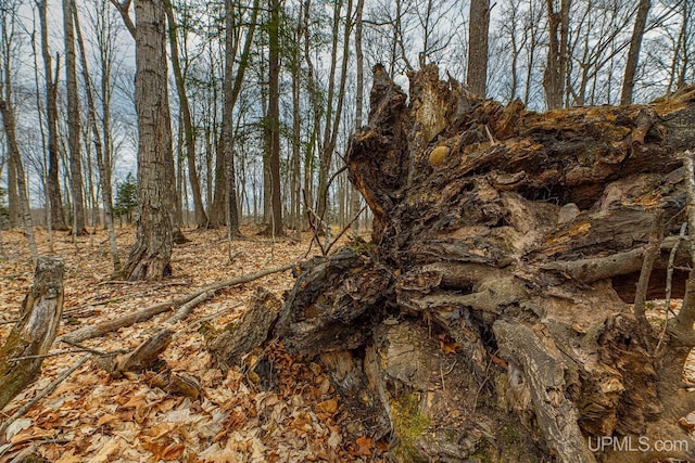 view of local wilderness
