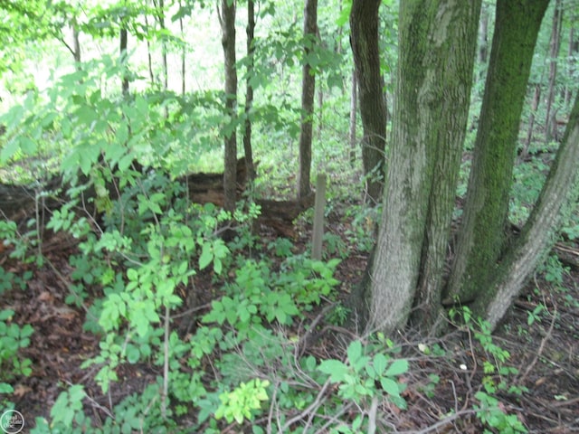 view of undeveloped land