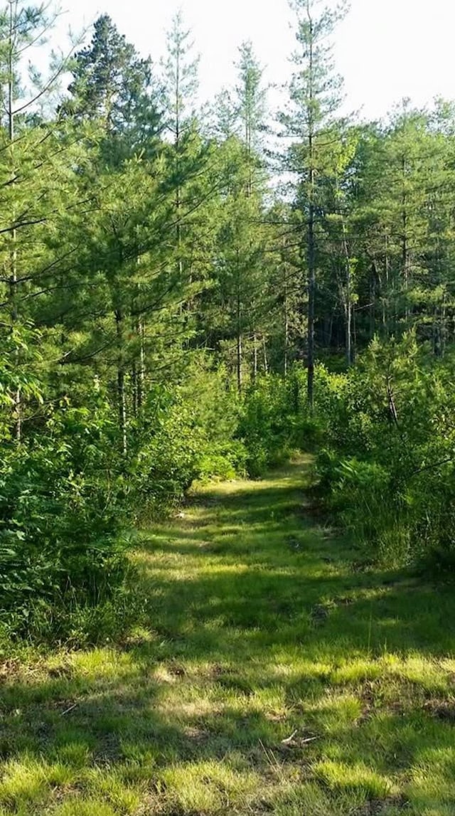 4440 W Cherry Creek Rd, Lewiston, MI 49756 - view of tree filled area