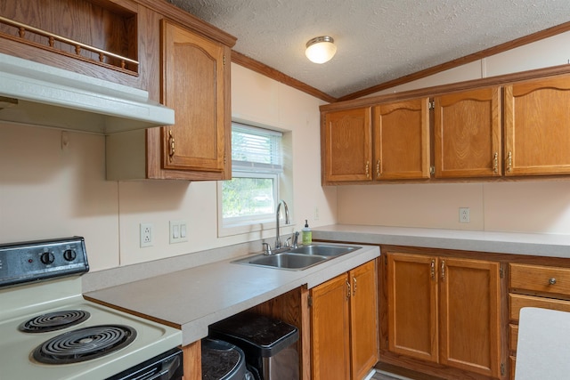 1448 W Sian Dr, Sanford, MI 48657 - kitchen with white range with electric stovetop, a sink, crown molding, brown cabinets, and a textured ceiling