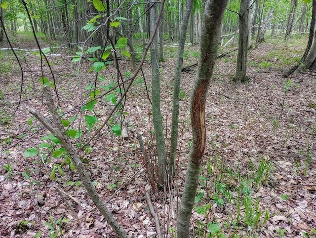 58ACRES NE County Line Rd, Coleman, MI 48618