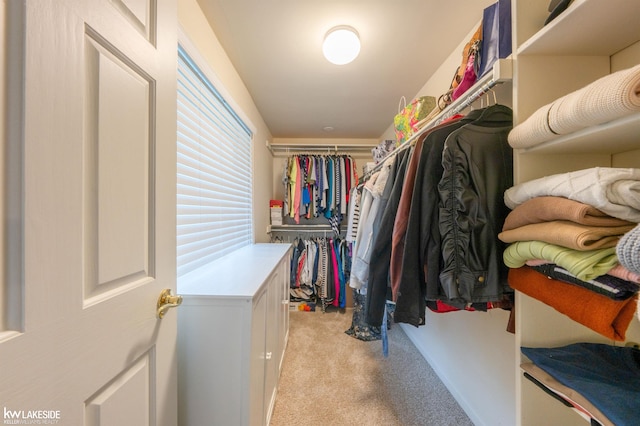 46713 Houghton Dr, Shelby Twp, MI 48315 - walk in closet featuring light carpet