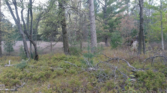 7880 S Dyer Dr, Falmouth, MI 49632 - view of wooded area