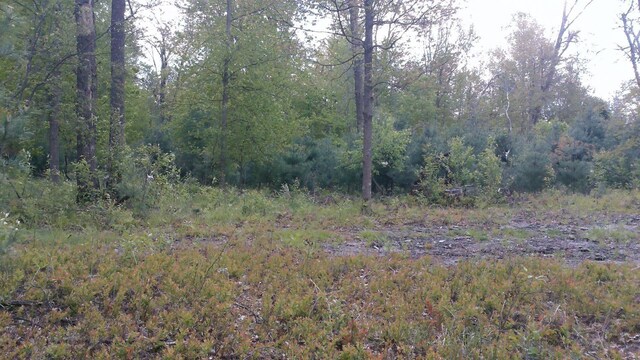 7880 S Dyer Dr, Falmouth, MI 49632 - view of tree filled area