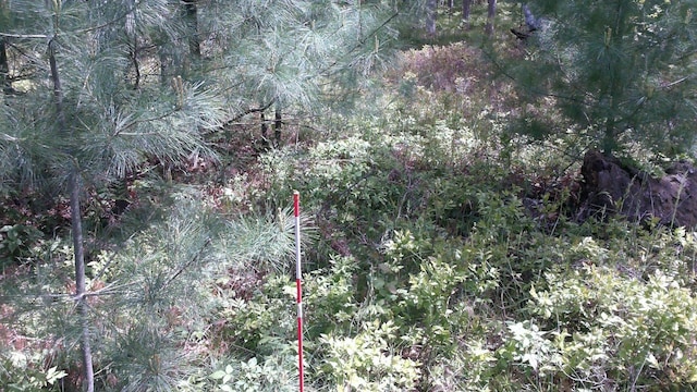 7880 S Dyer Dr, Falmouth, MI 49632 - view of local wilderness