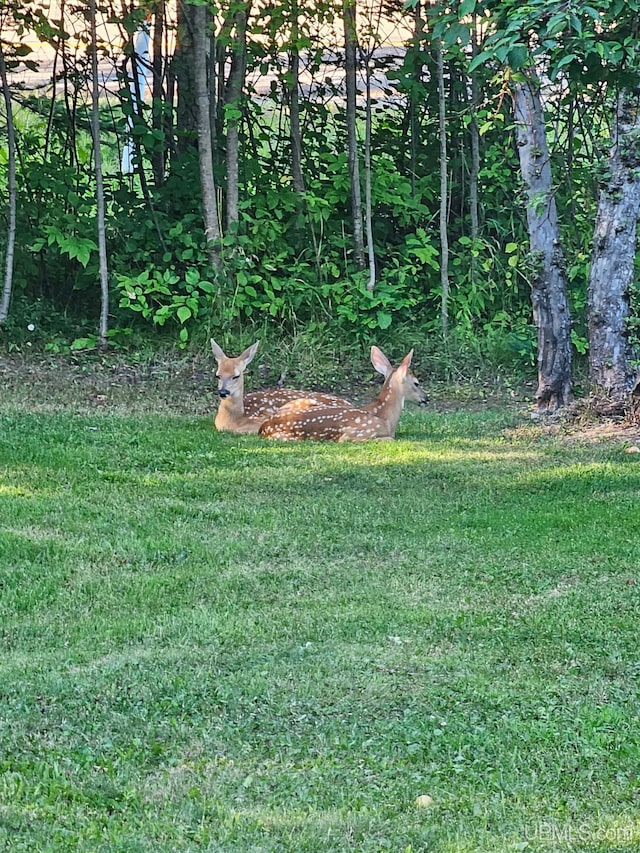 5631 County Road 550th Rd, Marquette, MI 49855 - view of green lawn