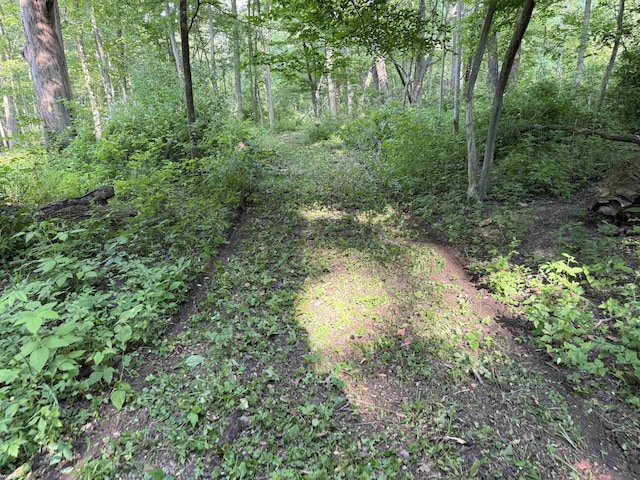 6767 Puttygut Rd, East China, MI 48054 - view of woods