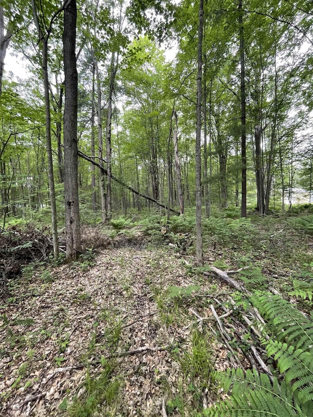 1549 N 7 Mile Rd, Sanford, MI 48657 - view of wooded area