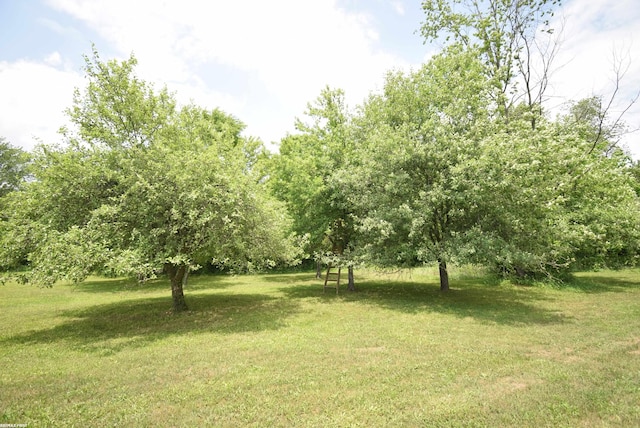71800 Coon Creek Rd, Armada, MI 48005 - view of grassy yard