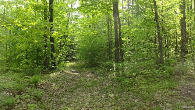 10031 N Ross Lake Rd, Shingleton, MI 49884 - view of woods