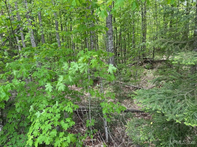 23505 Craig Lake Rd, Michigamme, MI 49861 - view of local wilderness