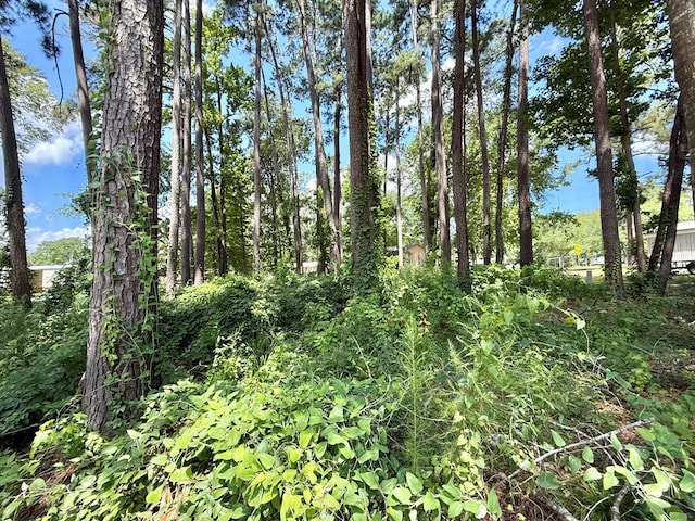 151 Lakeside Dr, Hemphill, TX 75948 - photo 8