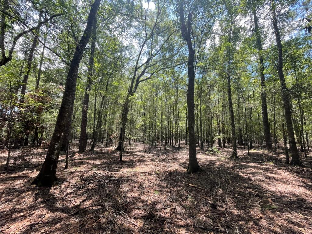 0 Plum Pudding Rd, Livingston, TX 77351