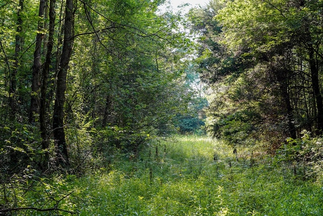 1982 County Road 836, Nacogdoches, TX 75964 - view of tree filled area