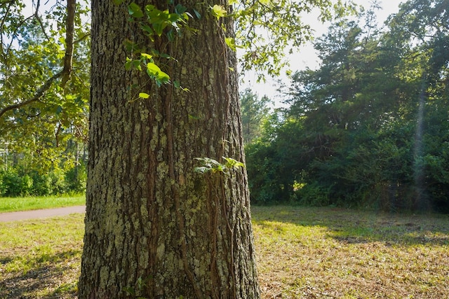 1982 County Road 836, Nacogdoches, TX 75964 - view of green lawn featuring a forest view