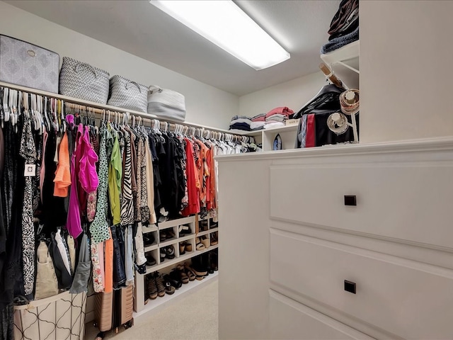 spacious closet featuring carpet flooring